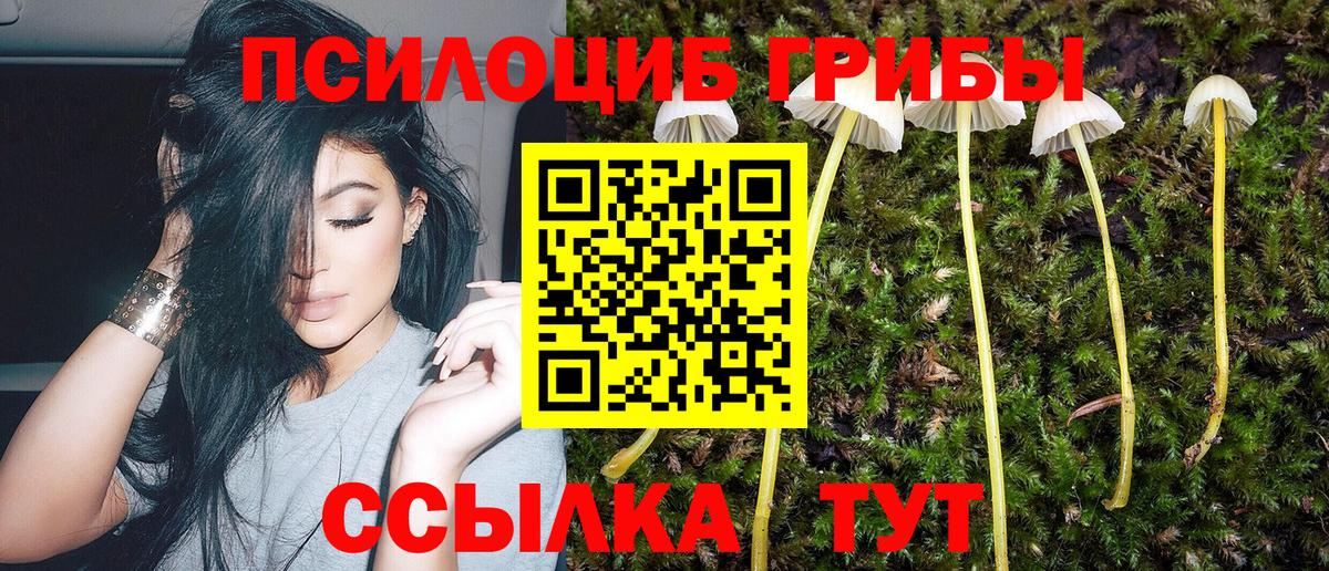 Псилоцибиновые грибы Psilocybe Ульяновск